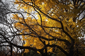 saitom-camera  | Twitter cover