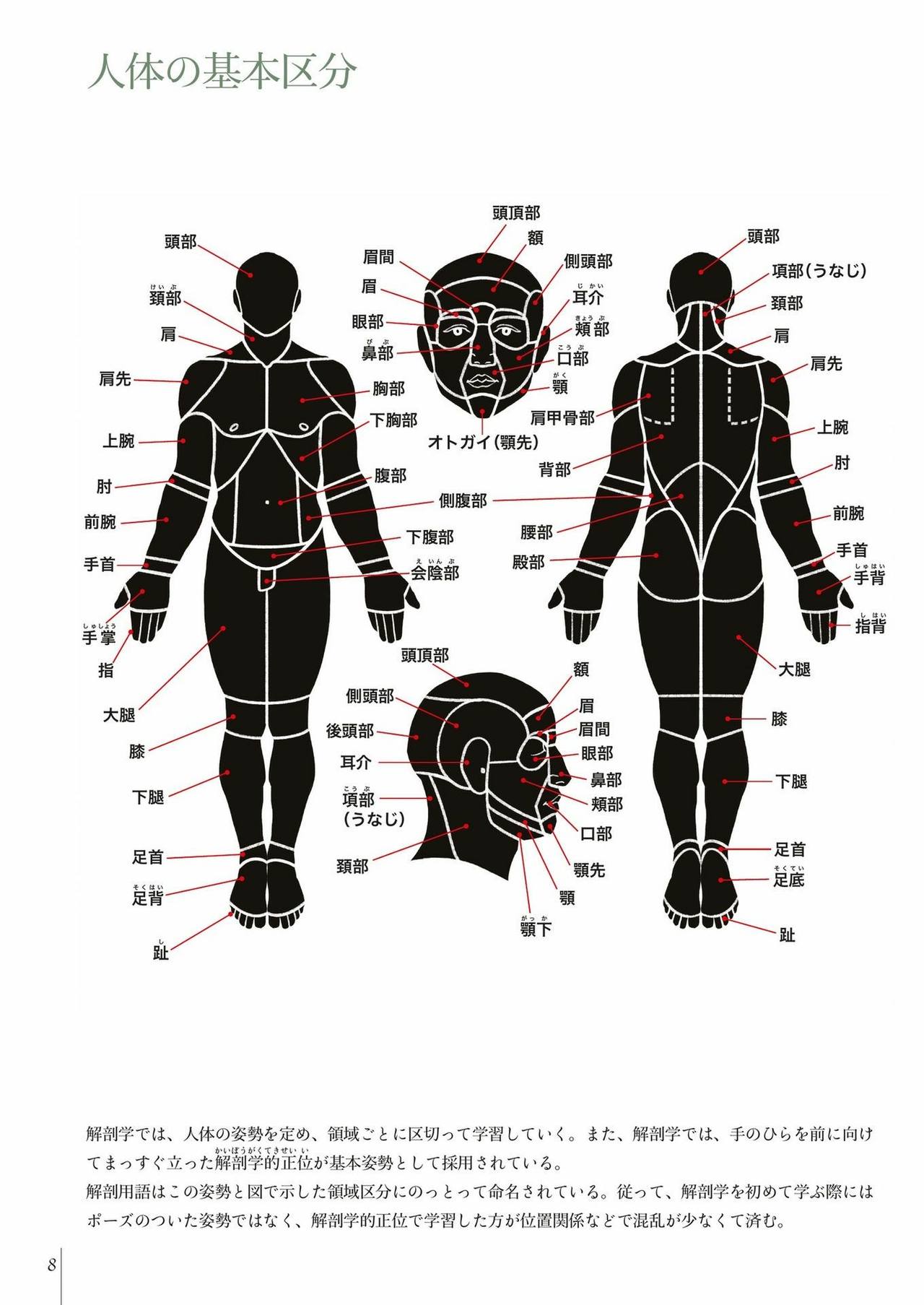 Art anatomy learned from sketches by Kota Kato page 10 full